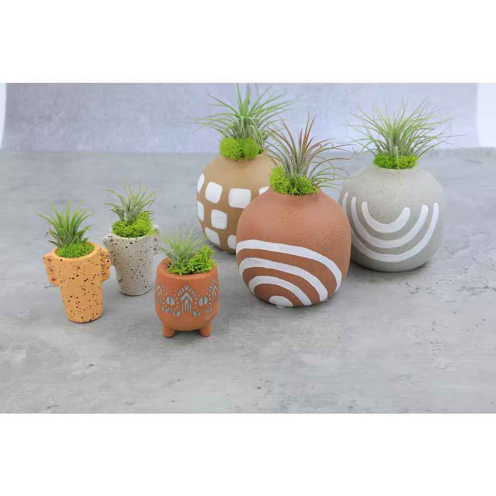 Air Plants Assorted (6-Pack)