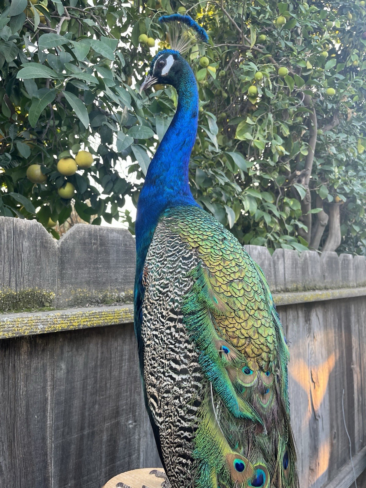 India Blue Real PEACOCK Taxidermy Mount museum quality