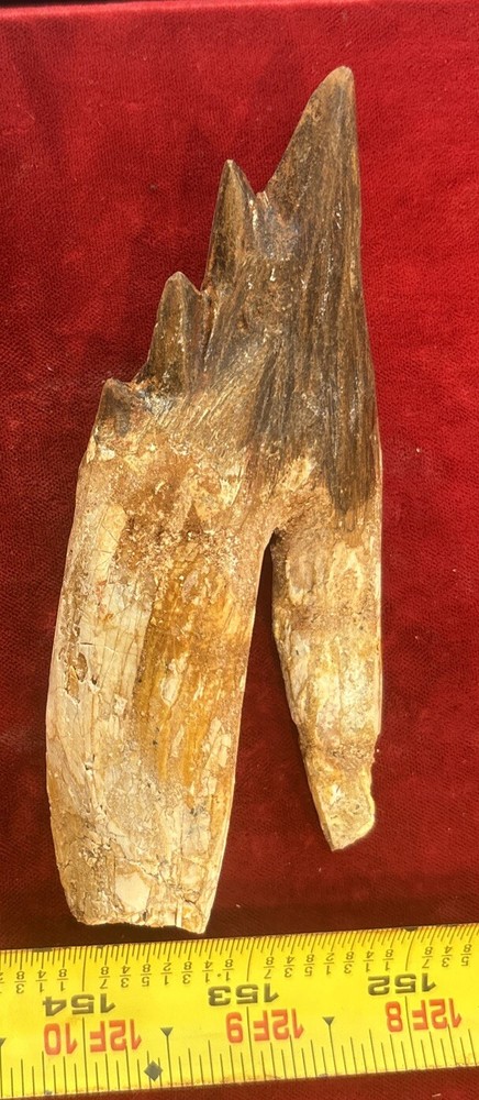5” Basilosaurus Tooth 40-34 Mil Yrs Old Late Eocene