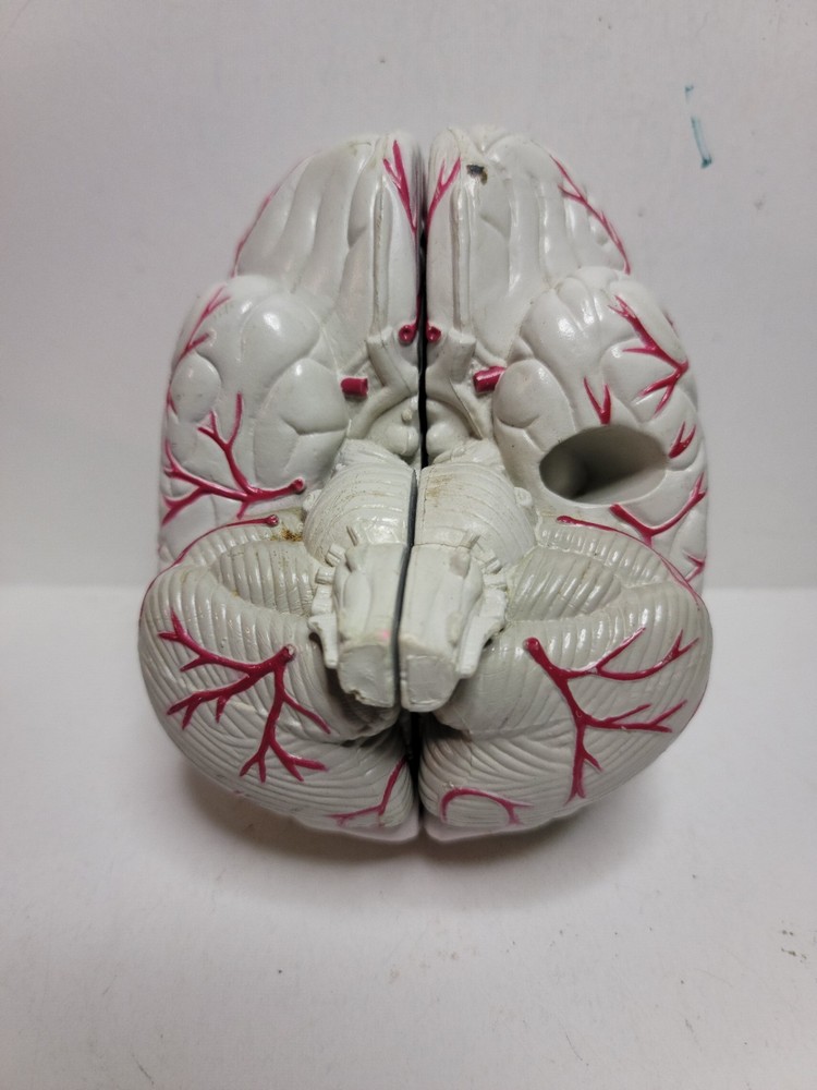 Human Brain Display Two parts Hard Plastic