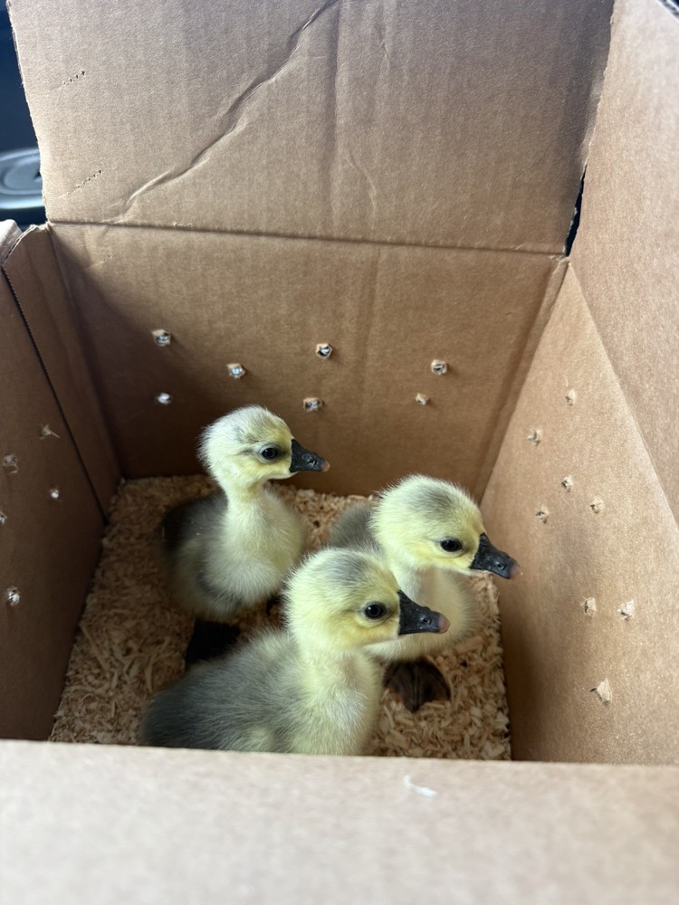 8 Geese Eggs