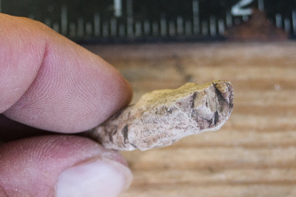 NE Oklahoma Fossil