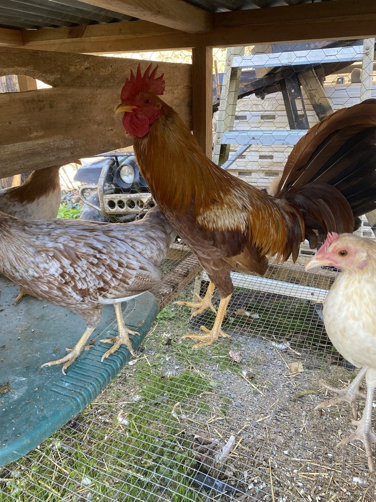 8+ Pure Pumpkin poultry hatching eggs