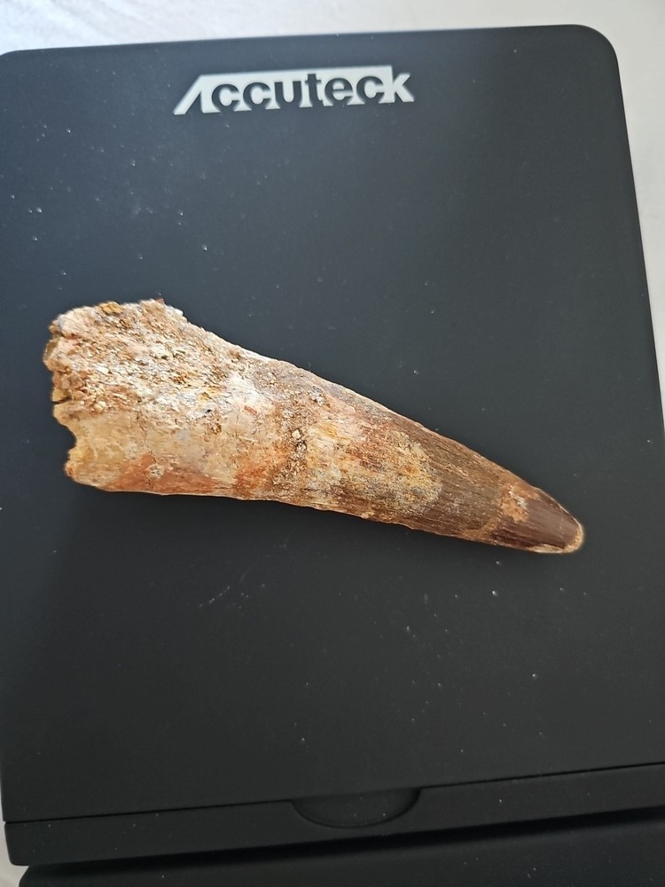 Authentic 4 1/2” Spinosaurus Tooth Fossil