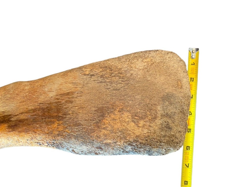 Large, Heavy Fossilized Whale Bone