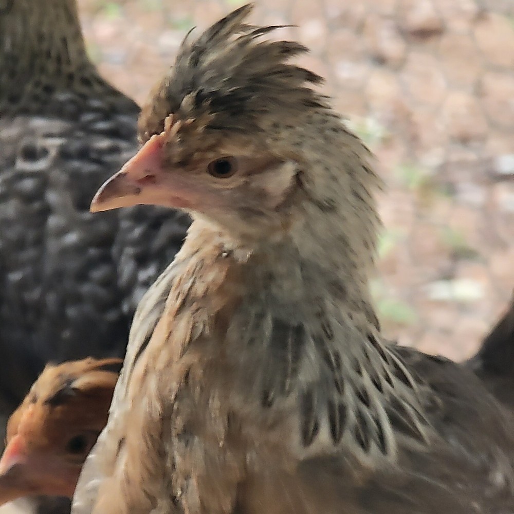 12 + Crest Cream Legbar Hatching Eggs