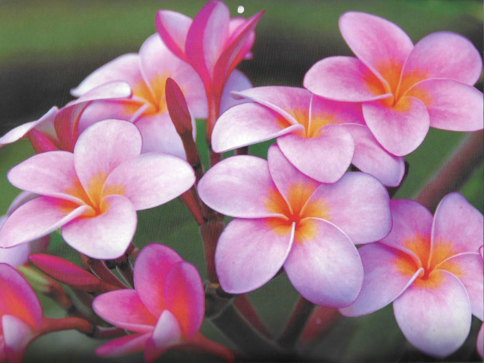 2026 Hawaiian Wall Calendar Flowers Tropical Hibiscus Orchids Plumeria Holiday