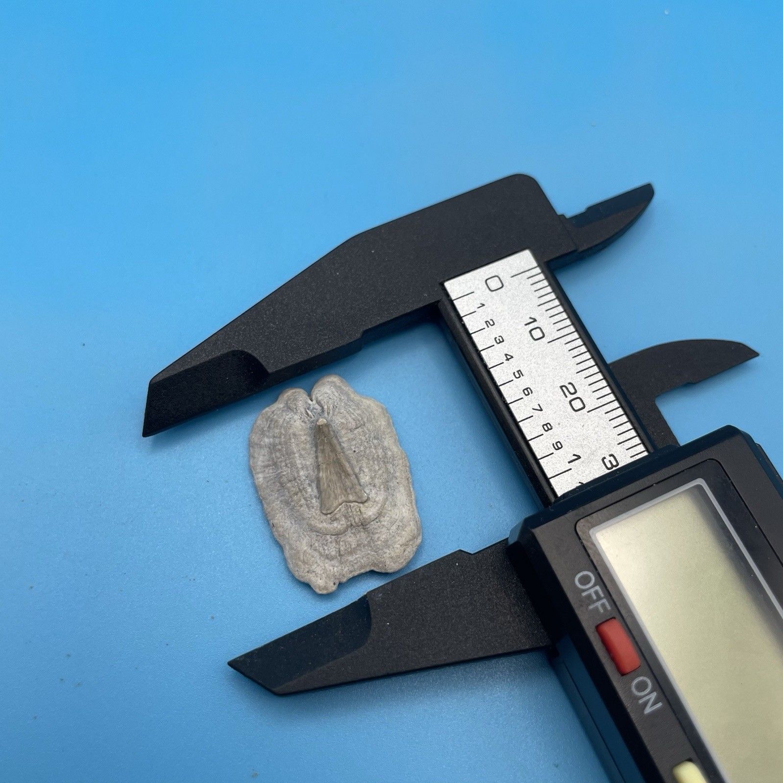 Stingray Dermal Scute Museum Quality Ray Fossil South Florida