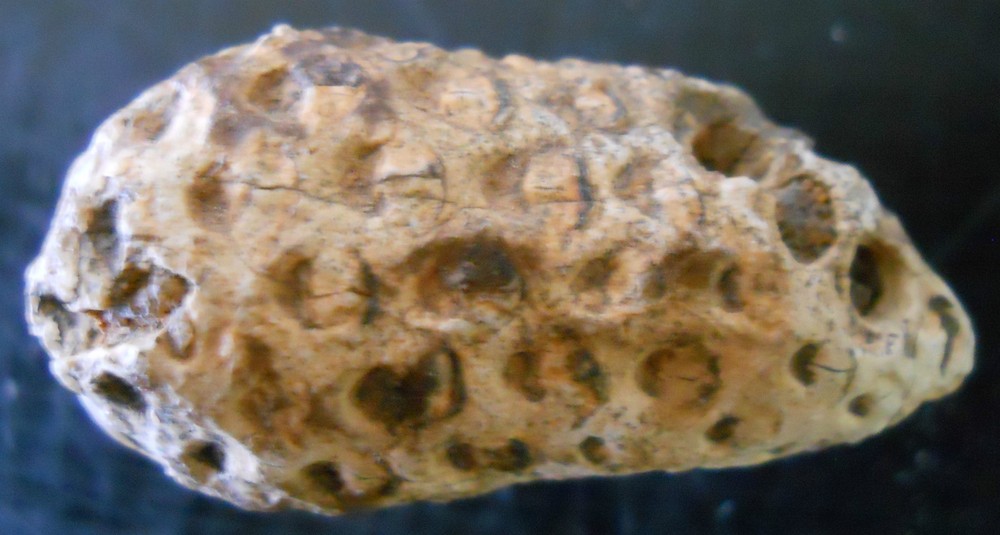 FOSSILIZED PINE CONE AGATE AGATIZED FOSSIL SPECIMEN MORROCAN 5153