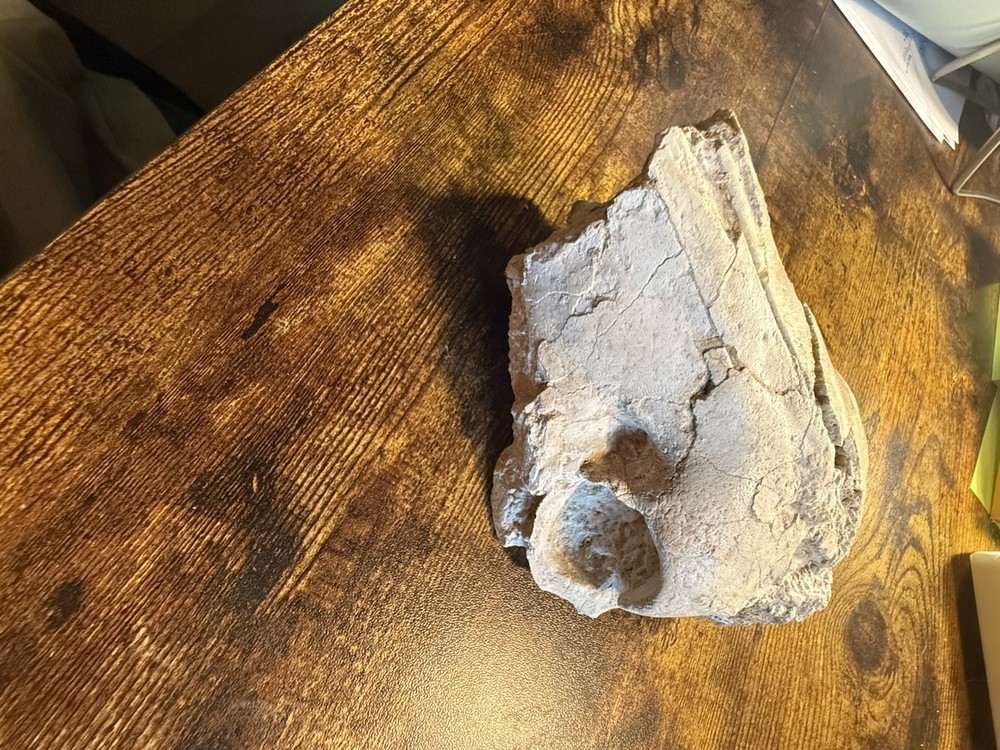 Oreodont Skull! White River Formation