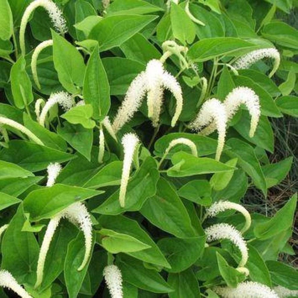 4 Live Lizard Tail Plants | Saururus cernuus ** FREE SHIPPING**