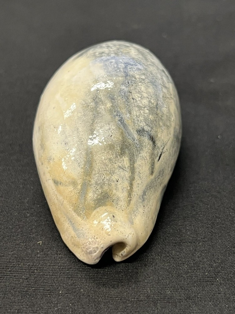 EXTINCT Fossilized COWRIE Shell From Central Florida, Pliocene Era.