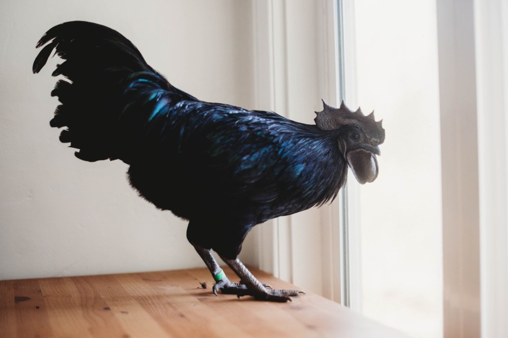 Ayam Cemani Chicken Hatching Eggs