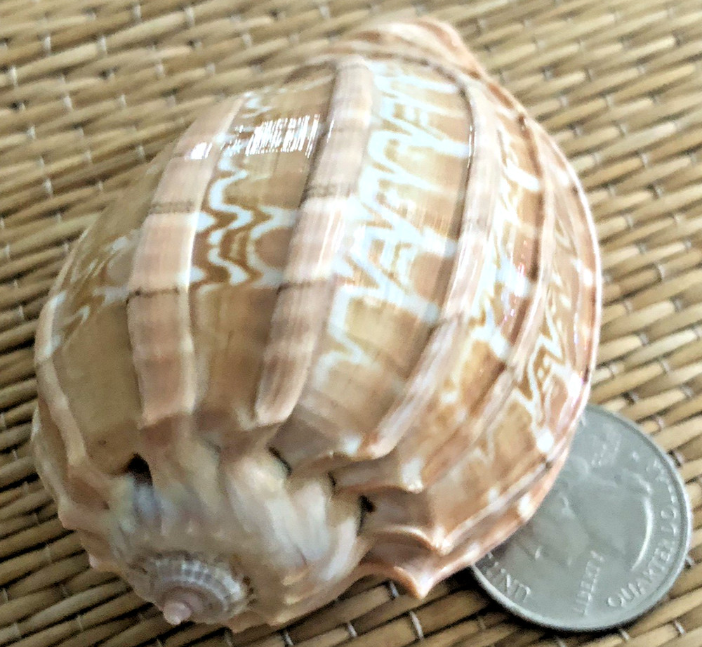 1 - 3" HARPA DAVIDUS SEA SHELL - COLLECTION OR HERMIT CRAB