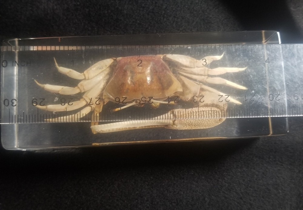 Fiddler Crab