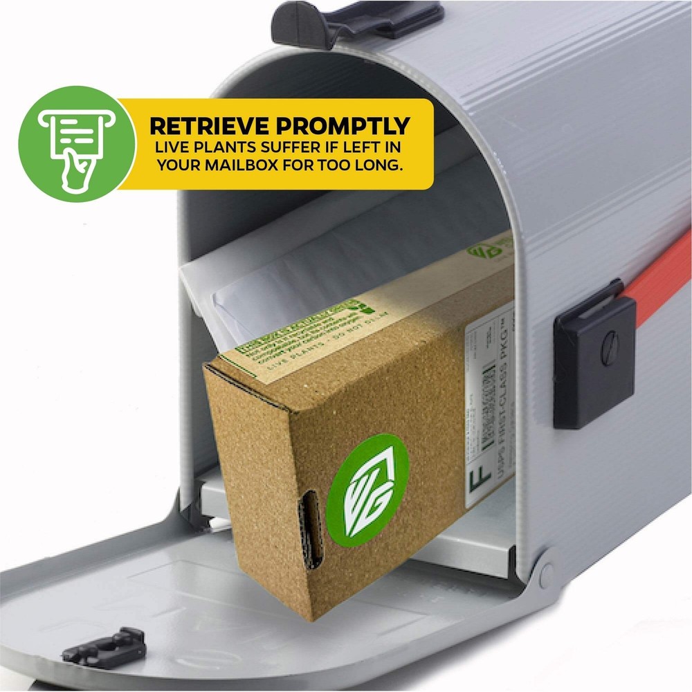 Spoonleaf Sundew Carnivorous - Drosera spathulata