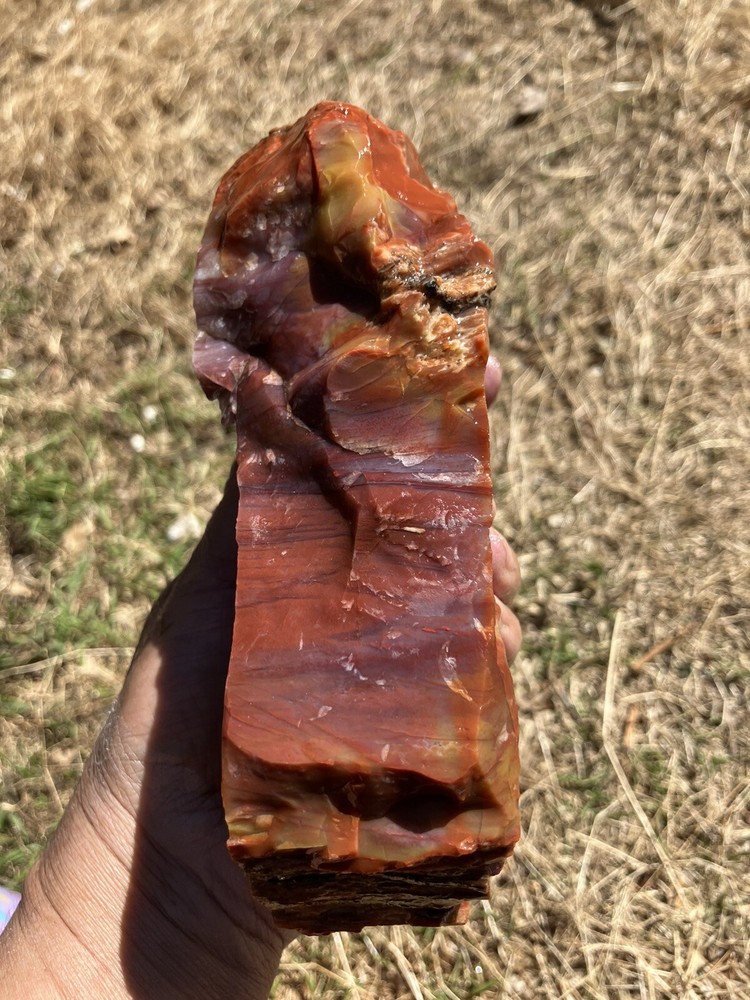 Arizona Petrified Wood