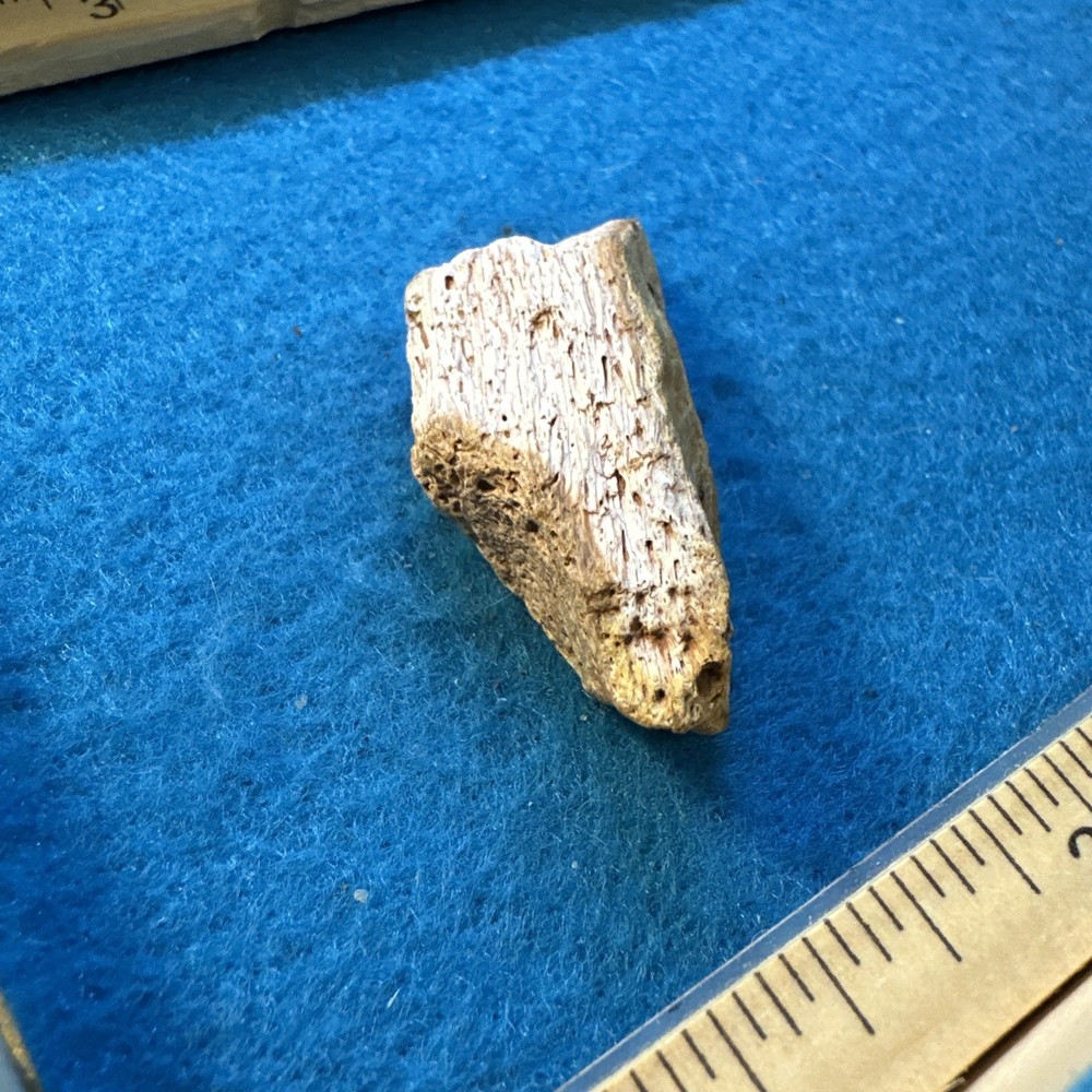 Spinosaurus Extinct Dinosaur Bone Fossil in Display Case
