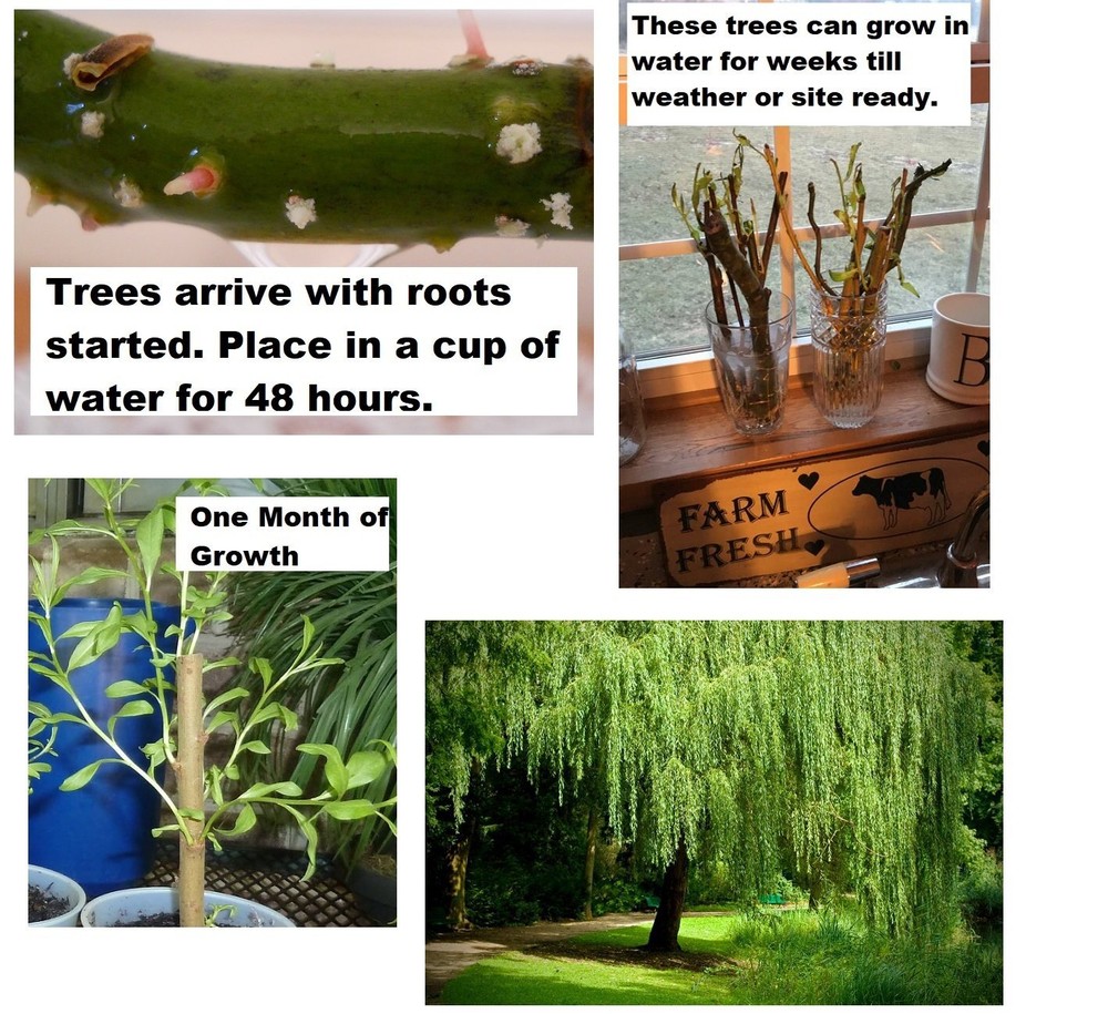1 Weeping Willow Tree- Live Tree Plant -Memorial Gift - Beautiful Arching Canopy