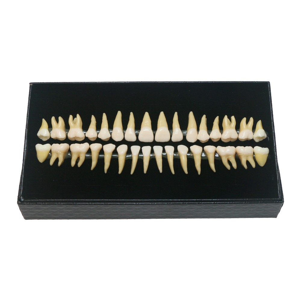 Dental 1:1 Permanent 32Pcs Teeth Demonstration Teach Study Model Teeth M7022