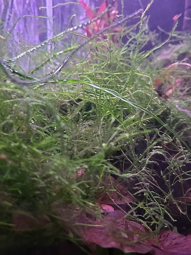 Live Java Moss – 1 Starter Portion - Shrimp Safe Aquarium Plant 1-3 oz
