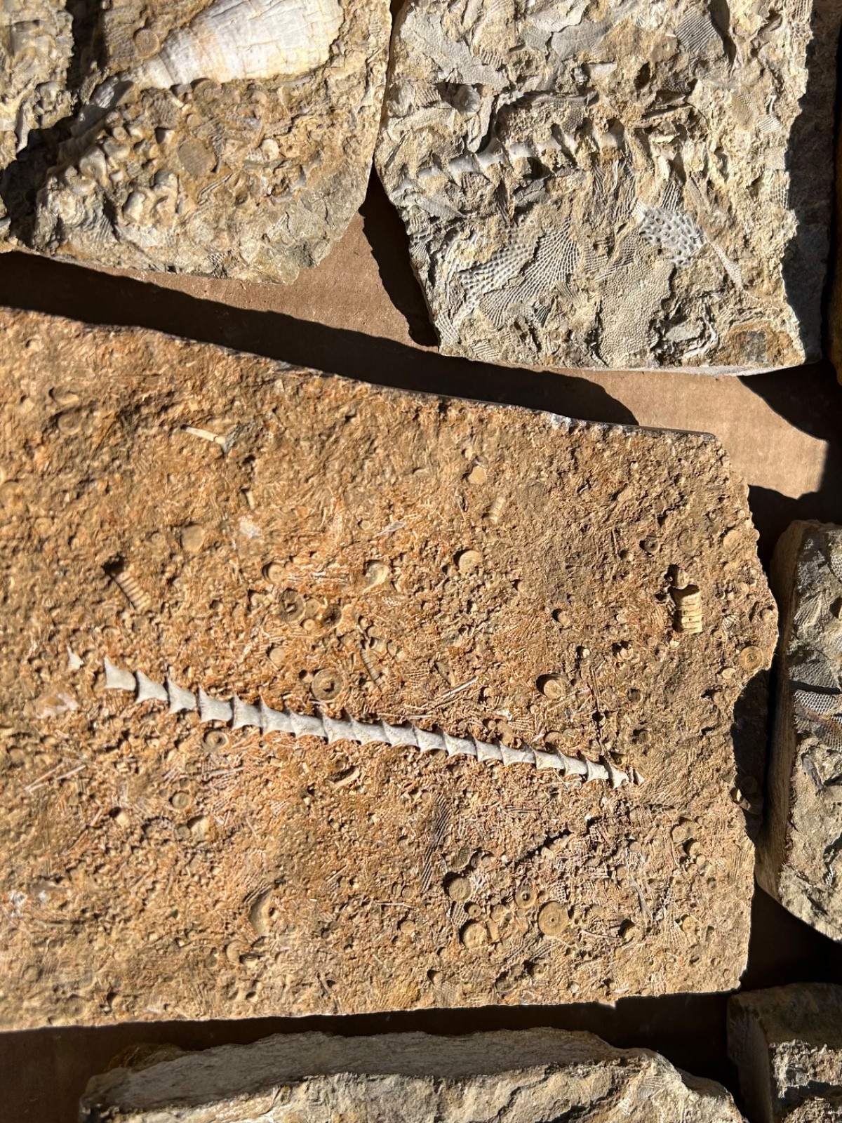 Fossil Bryozoans LOT Archimedes Screws Fronds Wholesale Alabama Bangor Limestone