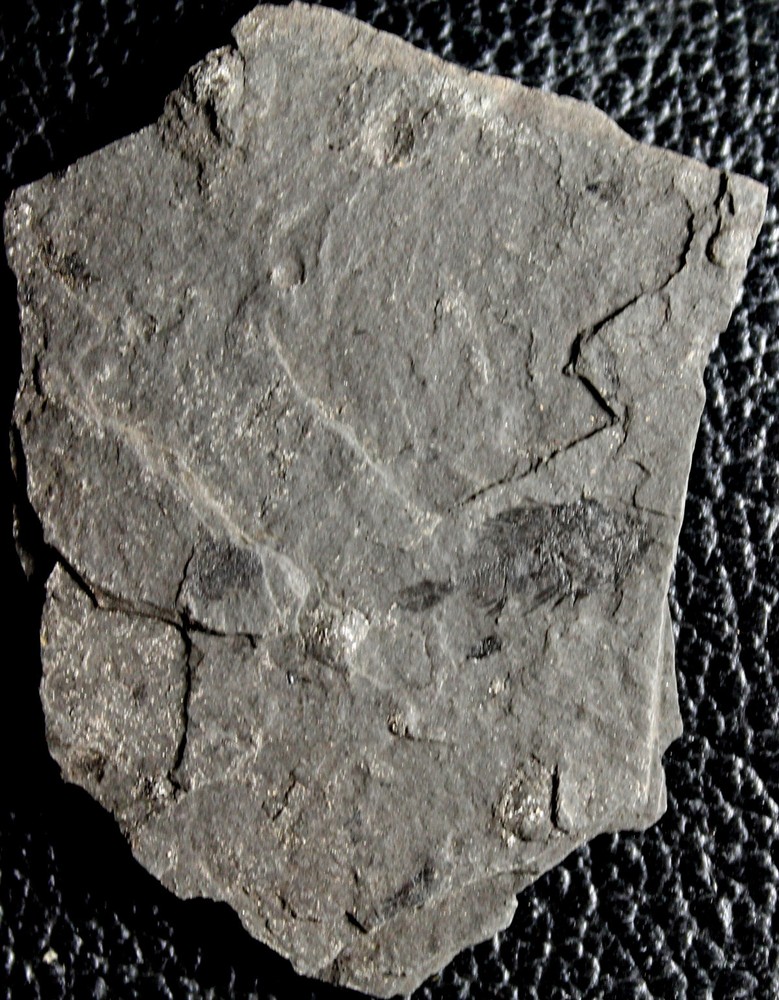 Caprosimilis carpathicus - Rare Oligocene fossil fish