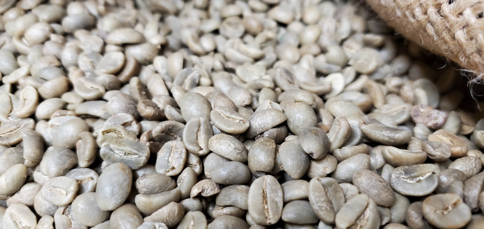 5 LBS HIGH ALTITUDE PERUVIAN PERU UNROASTED GREEN COFFEE BEANS - ORGANIC ARABICA
