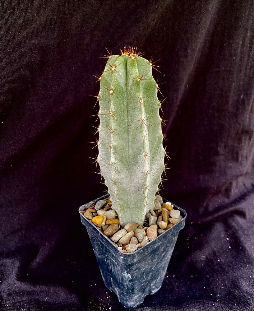 Stenocereus pruinosus, cactus plant