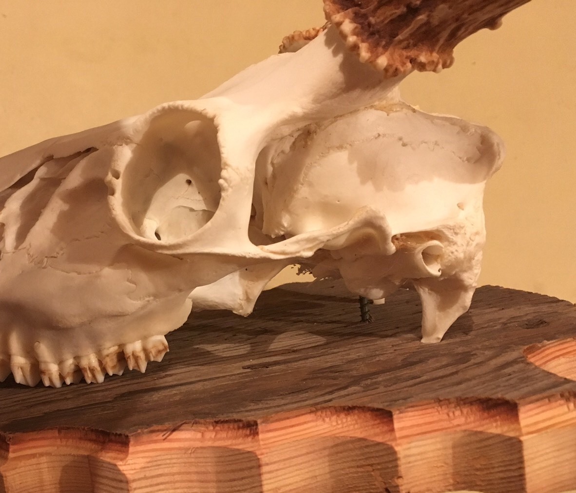 European Deer Skull Mount Wall / Table Pedestal Plaque Burned Pine Arrowhead