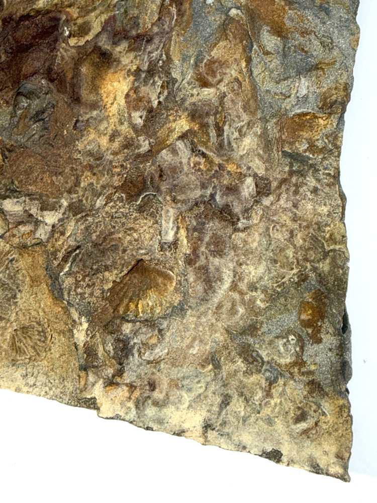 Mixed Lot Brachiopod Fossil Assemblage Natural Matrix Teaching Specimens