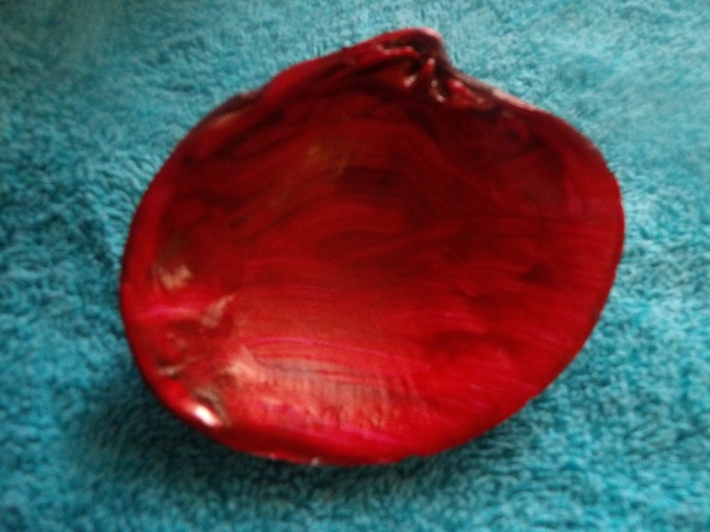 Magic By The Seashell, Enchanted & Powerful Seashells, You Choose Color & Intent