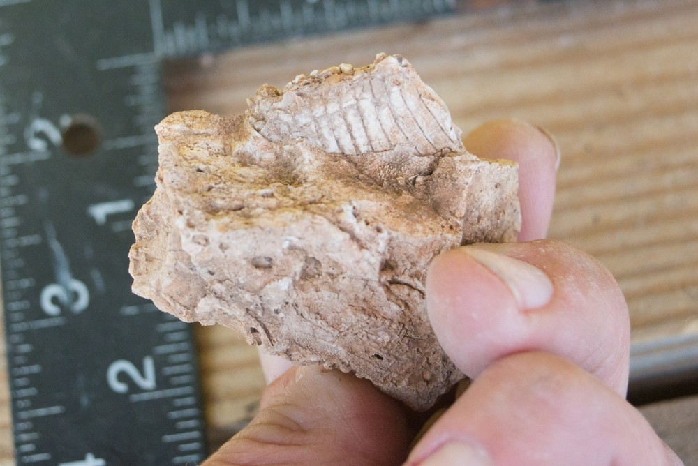 NE Oklahoma Fossil
