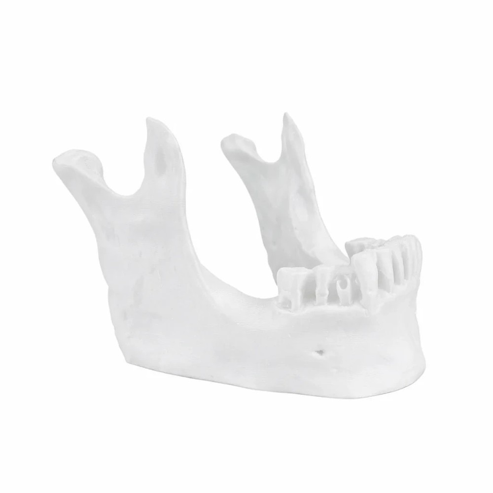 Skull Jaw Tool Holder – White (Table Stand)