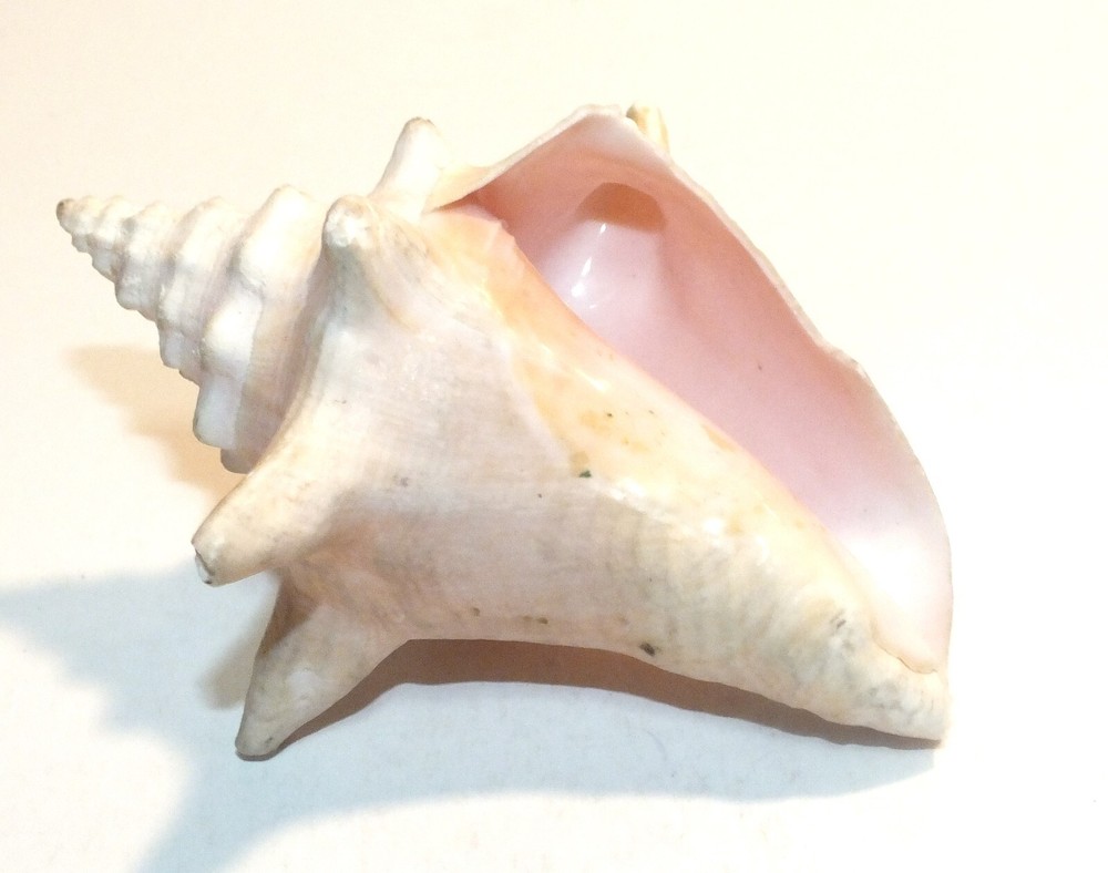 Vintage Conch Shell Seashell Shells Small Beautiful Pink Interior Natural S53