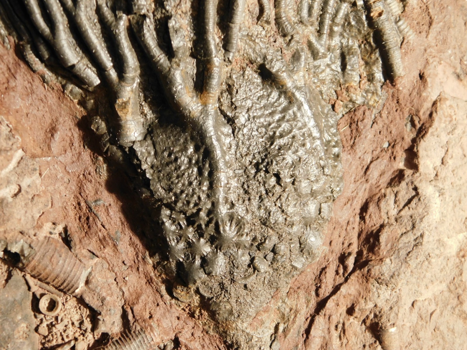 Big! 430 Million Year Old! CRINOID Fossil or Sea LILY Fossil Morocco 1686gr