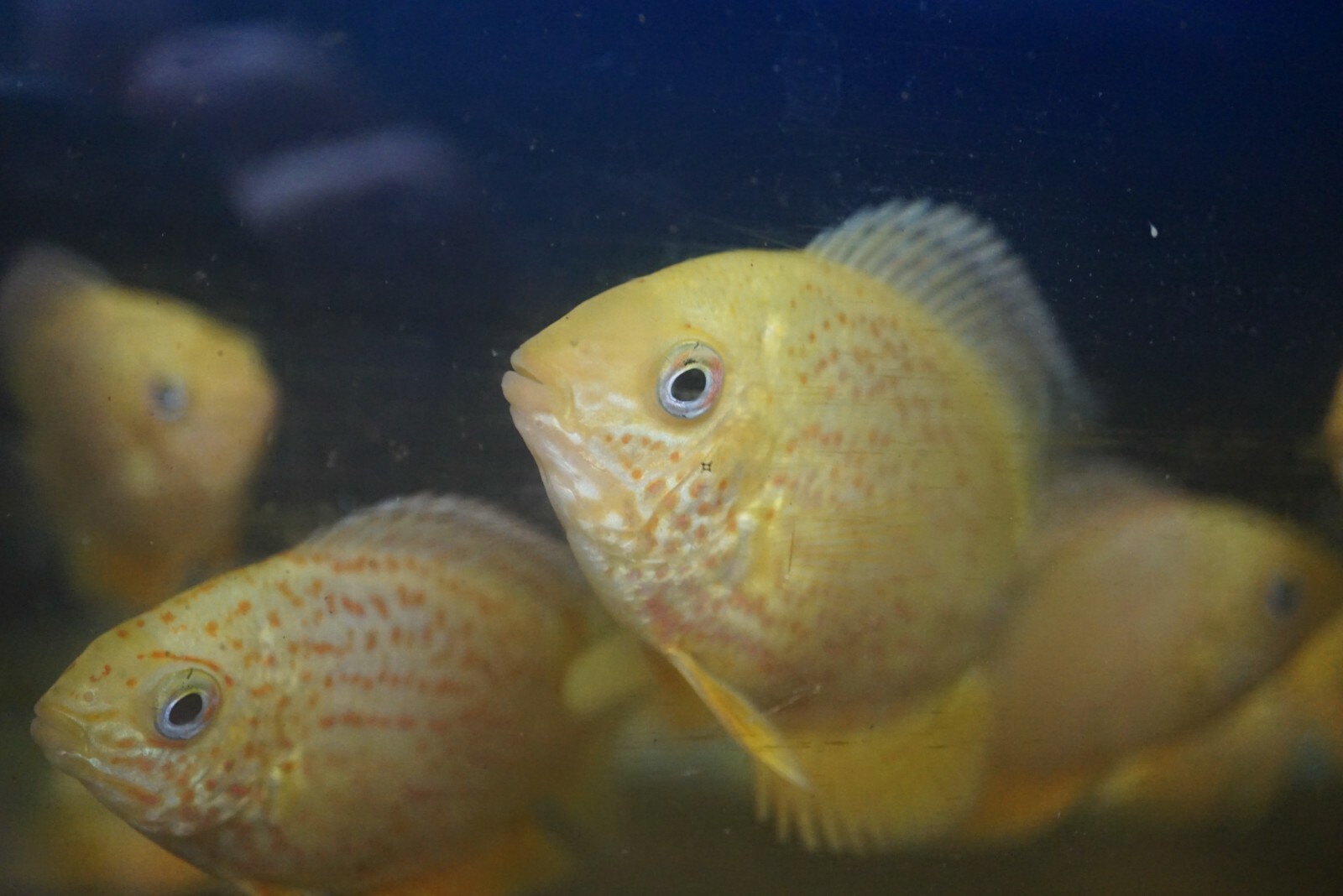 Red Spotted Severum *SALE*
