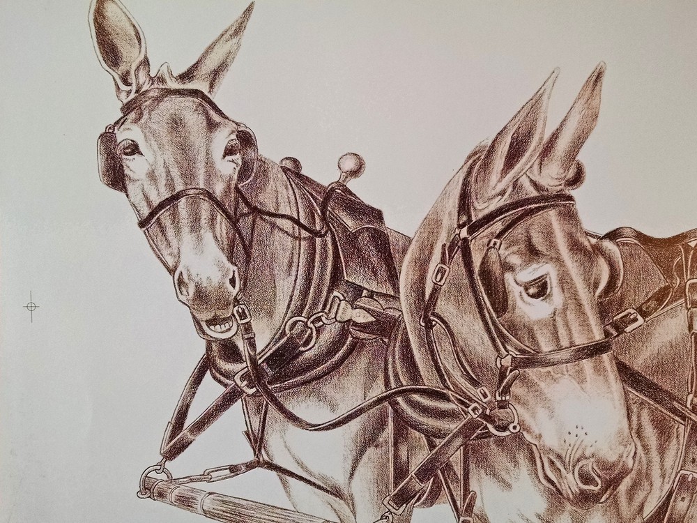 Work Mule Print by Jack Turbyville Red Mules