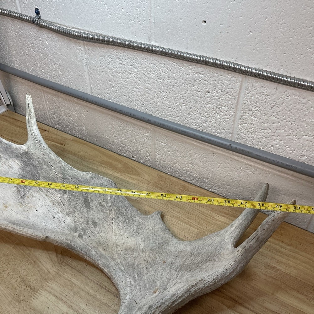 Genuine Moose Antler 30” & 6.95lbs