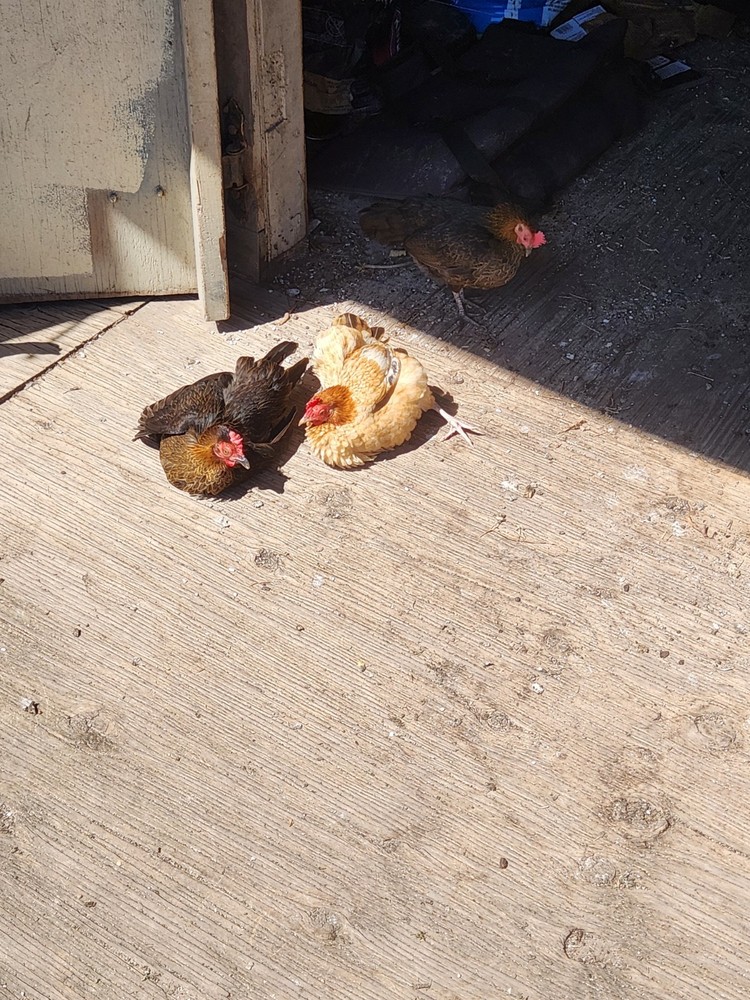 Bantam mystery egg Hatch 18 eggs