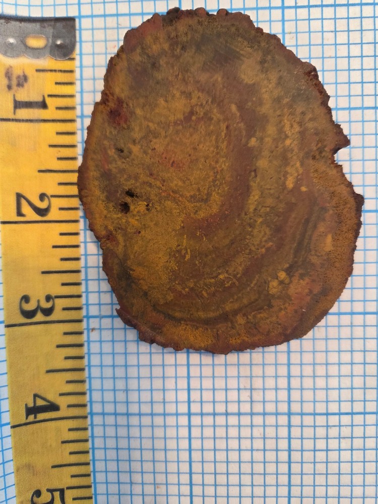 Petrified Wood Slab