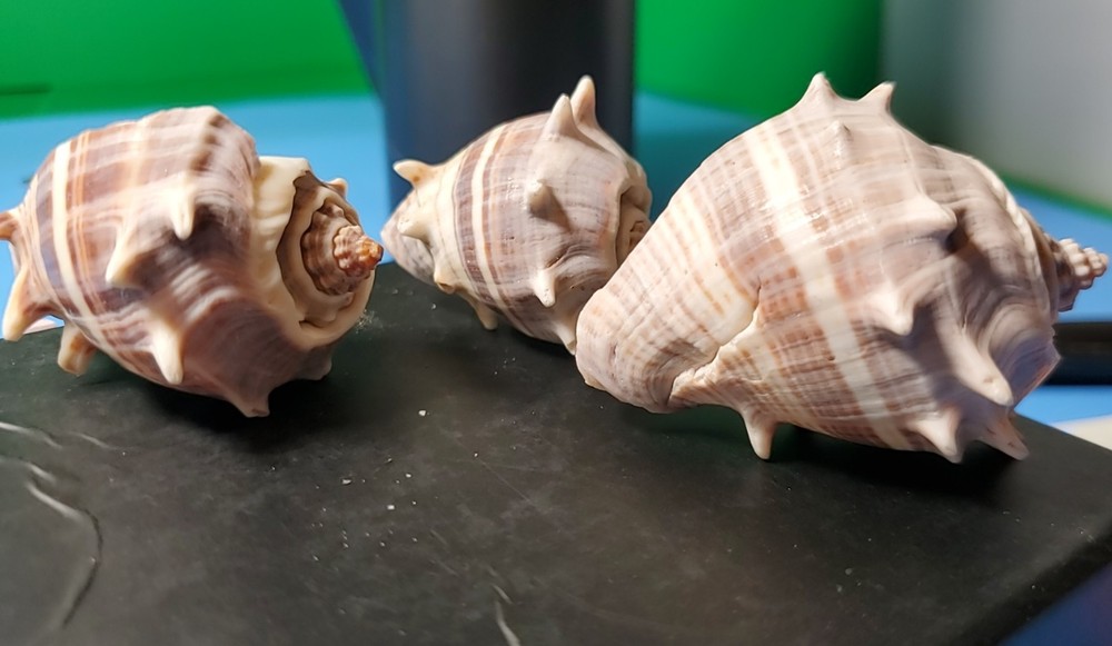 3-MELONGQUA BISPINOSA SEA SHELLS.
