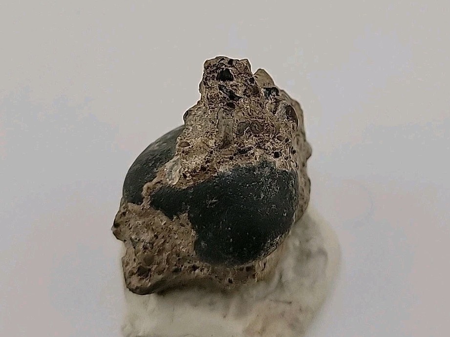 Real Permineralized Reptile Egg Fossil