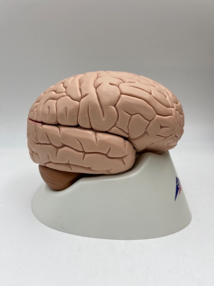 3B Scientific C16 Human Brain Anatomical Model