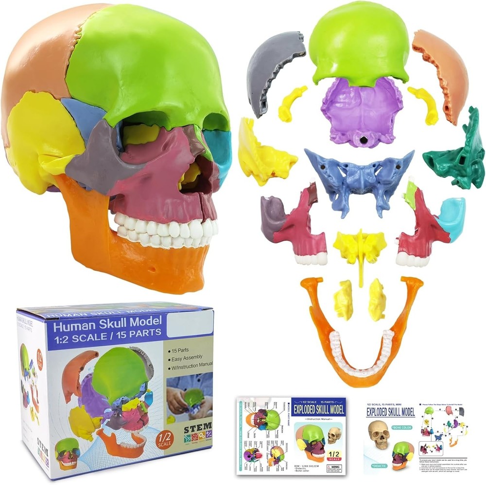 Human Skull Model with Painted Sutures