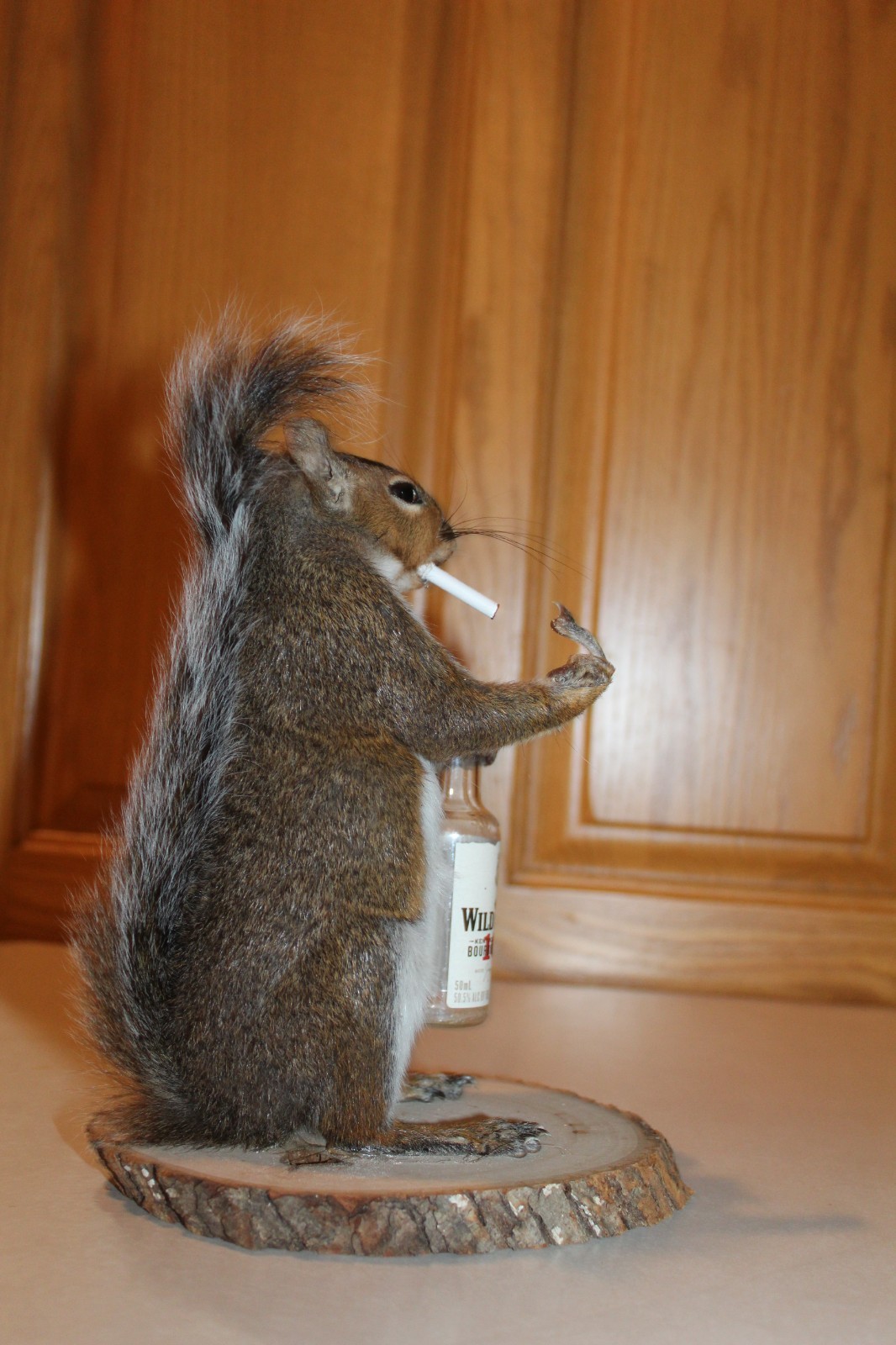 Taxidermy Naughty Squirrel Mount Novelty Present Whitetail Deer Log Cabin Decor