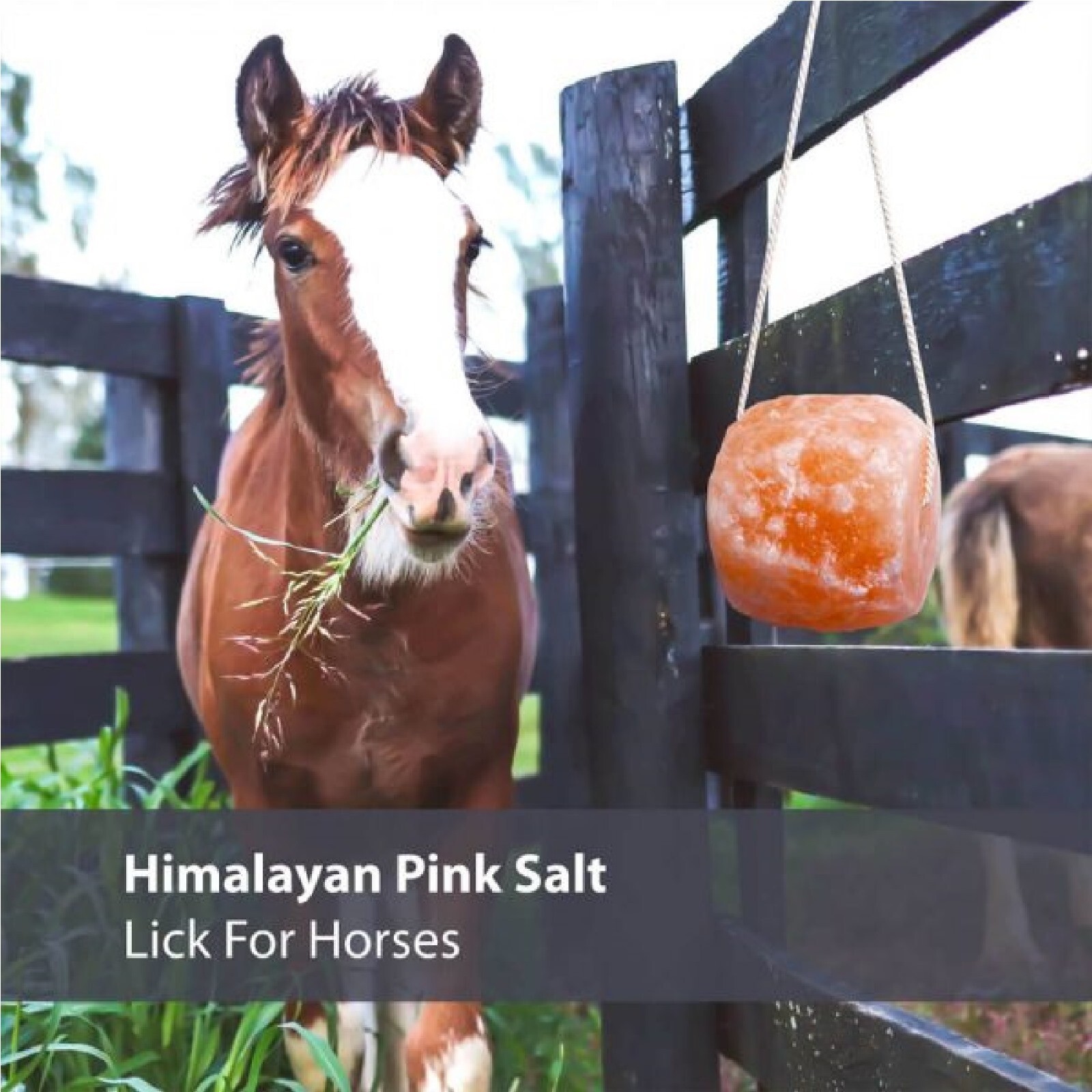 Himalayan 2 LB Pink Salt Lick for Horses - Natural Mineral Block Rock with Rope