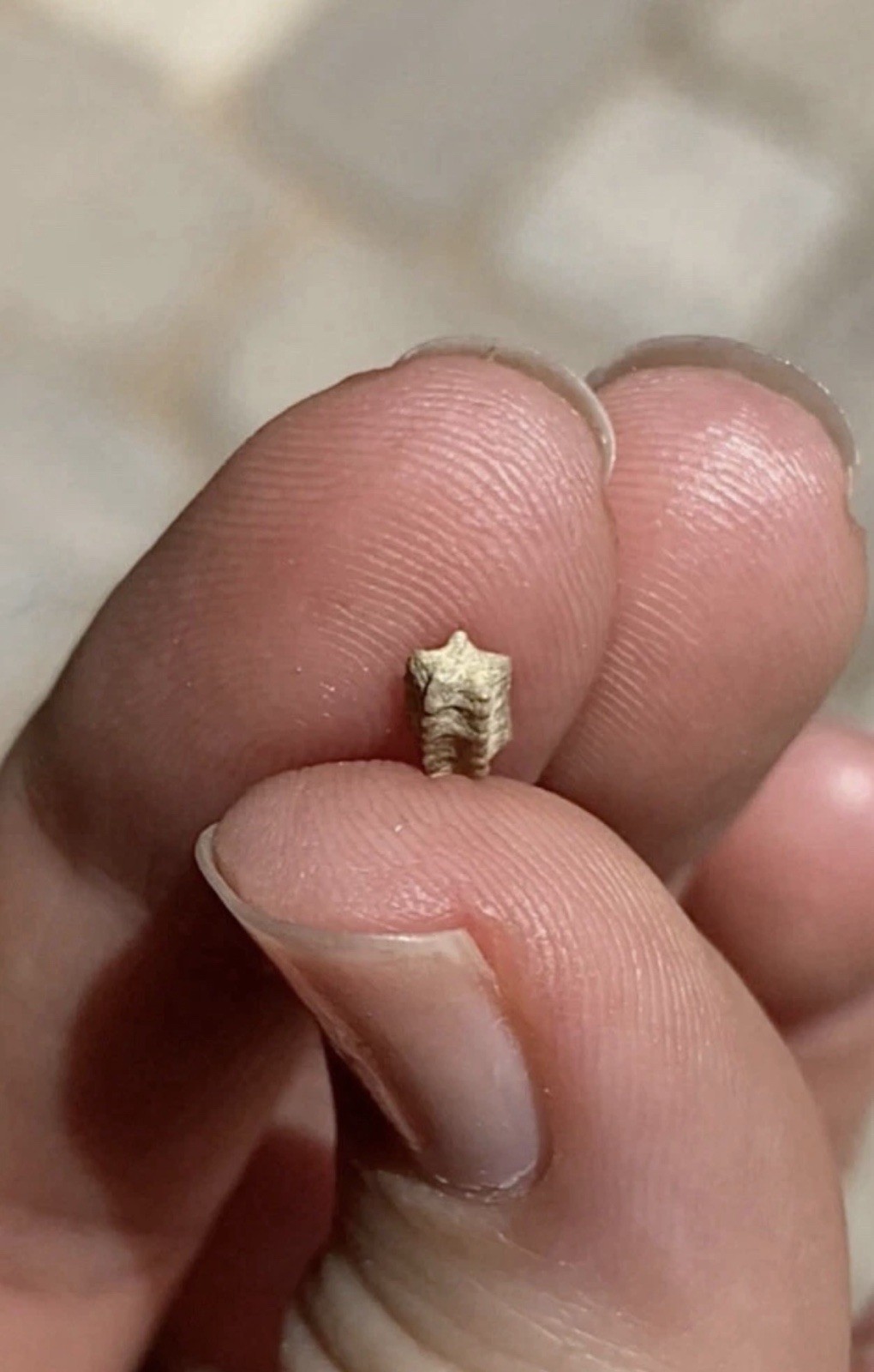 Crinoid Star Fossil Dig Jar