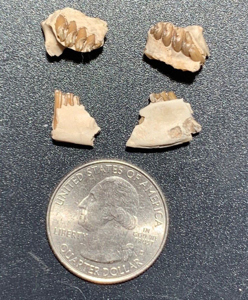 White river Paleolagus rabbit jaws & palates