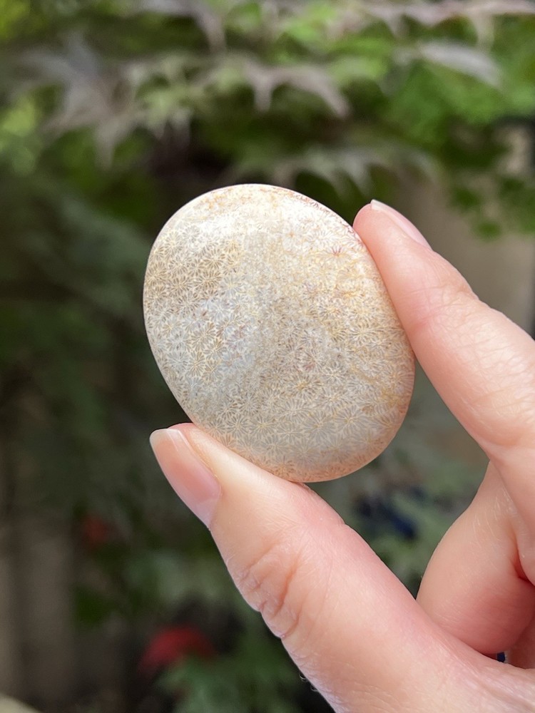 Fossilized Coral Crystal Palmstone AAA+ 31